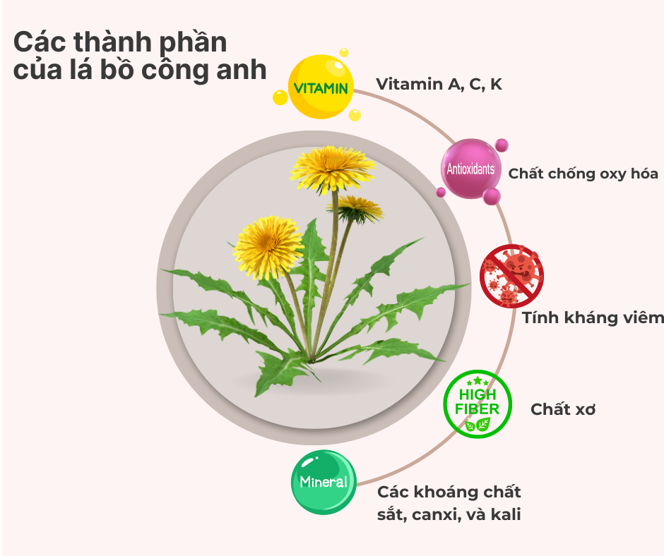 điều trị tắc tia sữa bằng lá bồ công anh