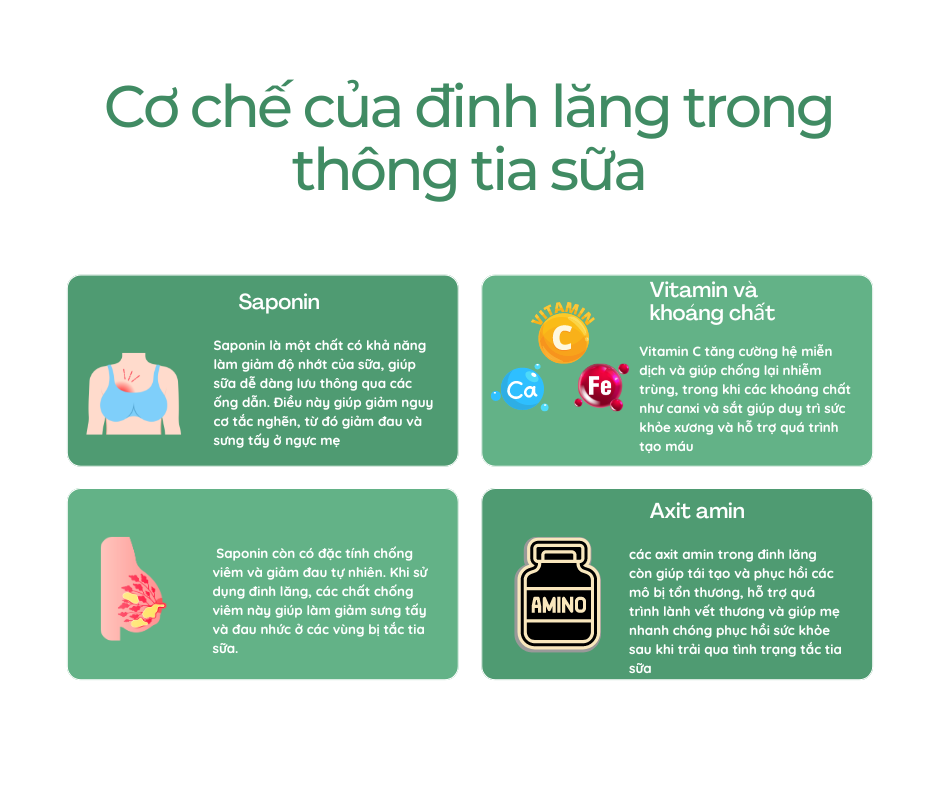 lá đinh lăng điều trị tắc tia sữa